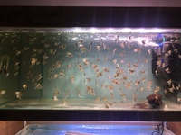 Medium & Small Silver Angel Fish