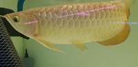 DEFECT AROWANA CLEAR OUT