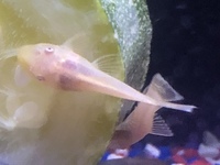 Baby Albino Bristlenose for sale