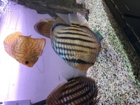 Wild Royal Nhamunda discus - 8inch - brought from Chen’s