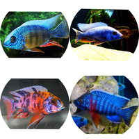 fish Malawi cichlids 2 inch £4 each Haps an peacocks