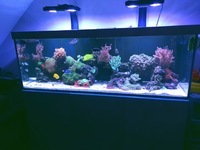 Fully Stocked 5ft redsea reefer