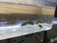 Venustus Hap/giraffe hap available 2-4cm £10