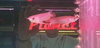 PAIR OF HIGH BACK REDTAIL GOLDEN AROWANA