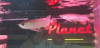 PAIR OF HIGH BACK REDTAIL GOLDEN AROWANA