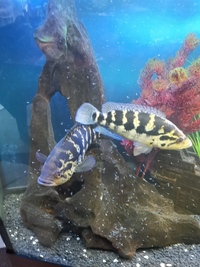 Breeding pair jaguar cichlids