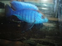 COPADICHROMIS