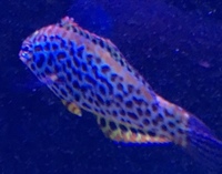 Silver spor kole tang, leopard wrasse