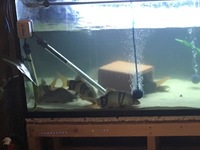 Xxxl clown loaches from7 n 8 10 inch 12 to 13 inches