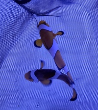 Beautiful pair of Clown Fish for sale