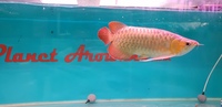 SEMI SHORT BODY SUPER RED AROWANA