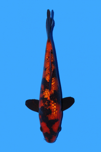 Japanese koi