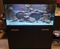 4ft Fish Tank, Full Marine Aquarium Setup