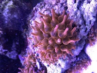 Rose bubble tip anemone £30 each