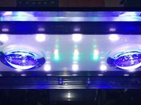 Upgraded Marine Tank Full Set Up For Sale