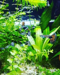 Variegated Guppys (Red/Blue)