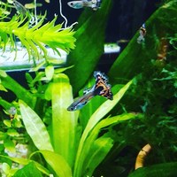 Variegated Guppys (Red/Blue)