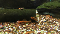 Super reds bristlenose plecs for sale