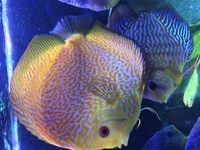 Stenker discus for sale