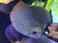 Stenker discus for sale