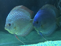 Stenker discus for sale