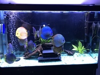 13 cheap jumbo stendker discus for £50 each