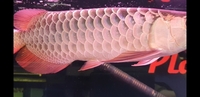 New Arowana Stock Ready