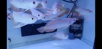 New Arowana Stock Ready