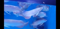 New Arowana Stock Ready