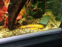 Fully Grown Breeding trio Lemon Bristlenose (not albino)