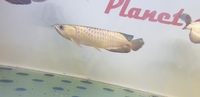 PURE BREED AROWANA CROSSBACK WILD BLOODLINE