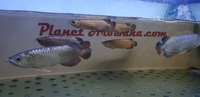 PURE BREED AROWANA CROSSBACK WILD BLOODLINE