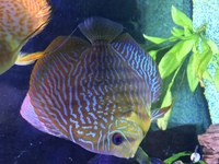 Discus