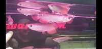 DEFECT AROWANA DEFECT AROWANA DEFECT AROWANA LIMITED STOCK