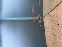 Rose line ,Torpedo , Denison barb fishes