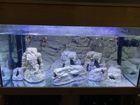 Nd aquatics 4x2x2 complete set up with tropheus £500