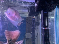 2x male Indo Cencu free marking Flowerhorn