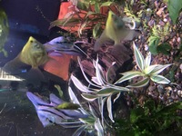 Breeding pair of Blue Angelfish