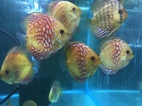 Over 800 discus in stock @ CHESHIRE OAKS DISCUS..from £20. stock on youtube