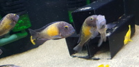 Tropheus Kasakalawe Breeding Group ALL SOLD NOW 