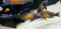 Tropheus Kasakalawe Breeding Group ALL SOLD NOW 