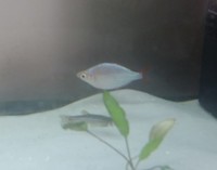 3 Zebra Danio and one Rainbowfish