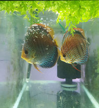 Over 800 discus in stock @ CHESHIRE OAKS DISCUS..from £20. stock on youtube