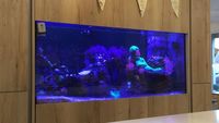 Large shop display tank for sale.