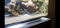 Snowflake eel £50