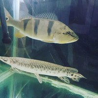 18 inch florida gar x2 £250