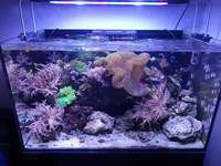 RED SEA REEFER 250 FULL MARINE SET UP FOR SALE