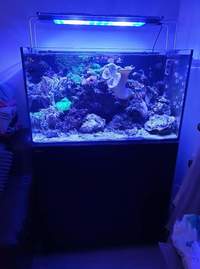 RED SEA REEFER 250 FULL MARINE SET UP FOR SALE