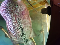 Male MP grade king kamfa flowerhorn 12 inches