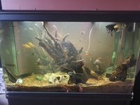 4ft 300 litre tank